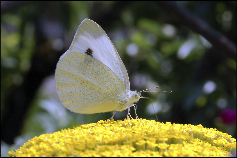 Pieris mannii?